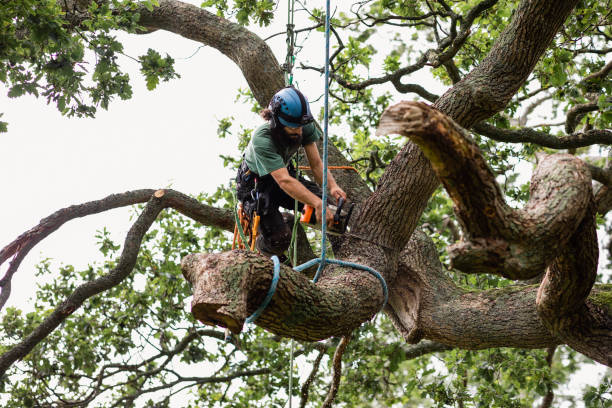Best Tree Mulching  in Roosevelt, NY