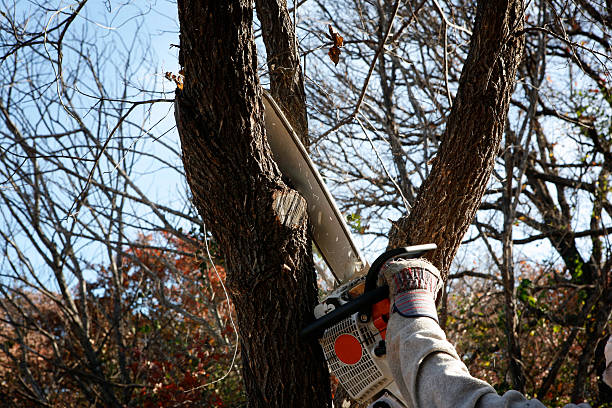 Best Tree Mulching  in Roosevelt, NY