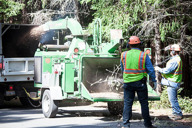 Best Tree Maintenance Programs  in Roosevelt, NY
